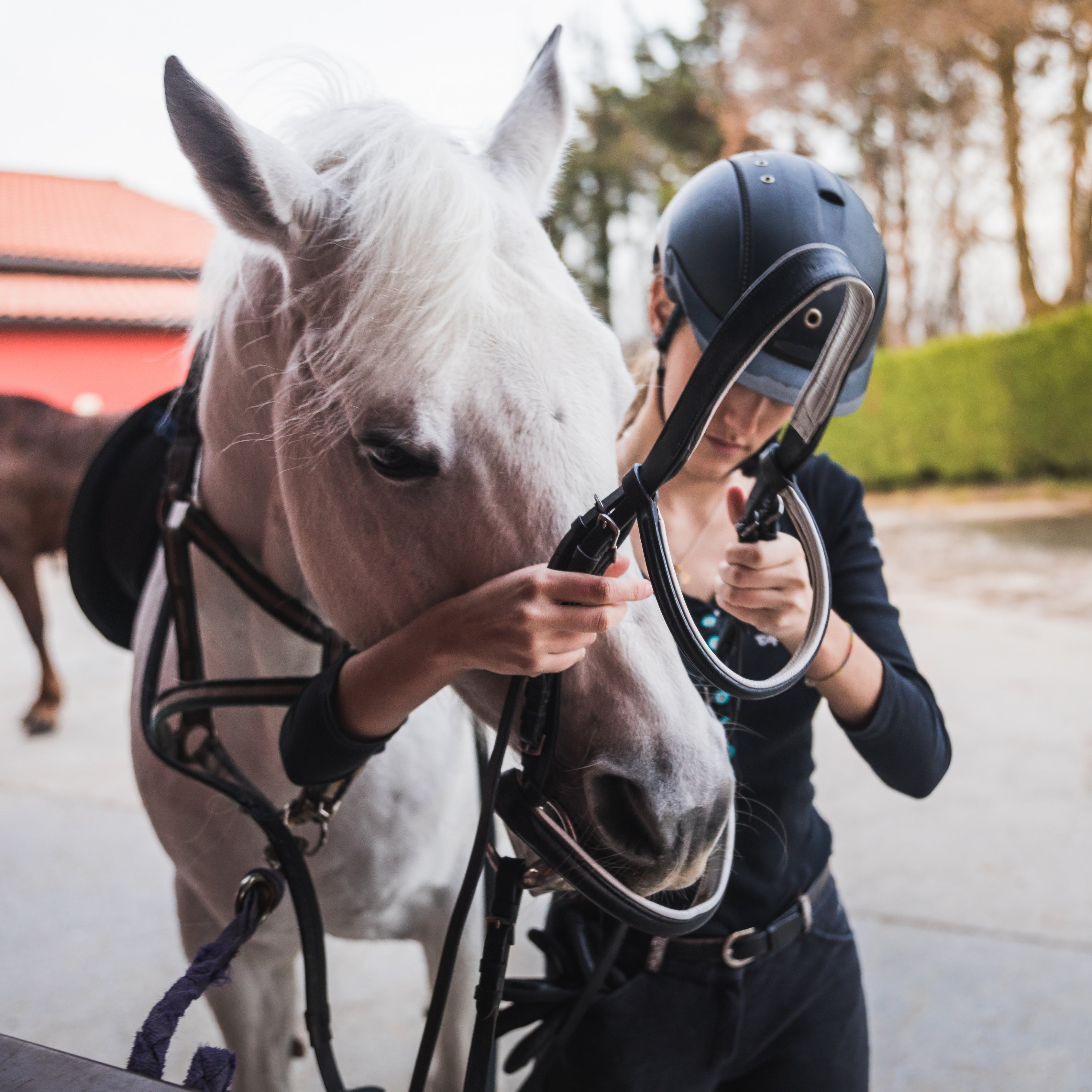 Essential Horse Tack for Beginners