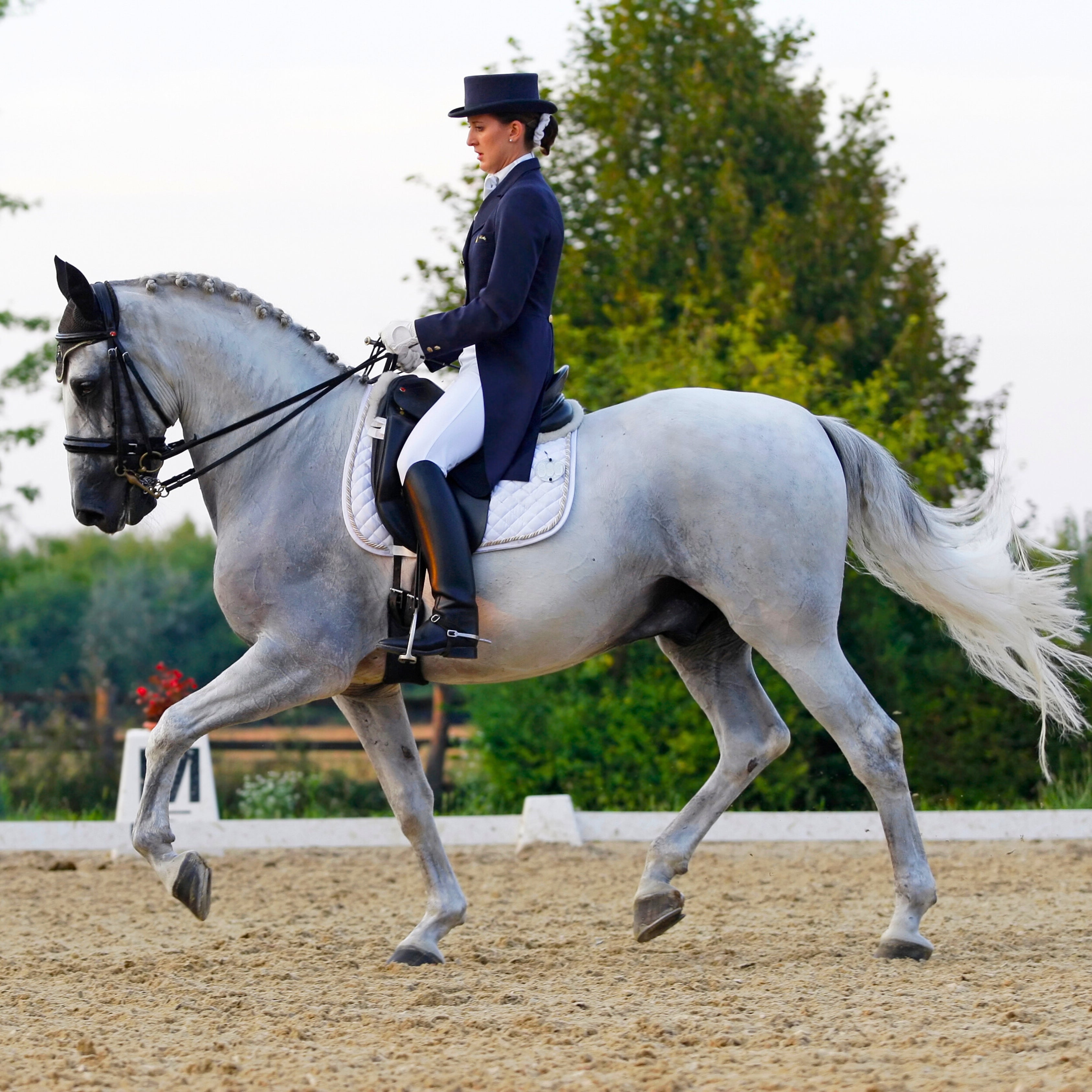 Dressage Basics: What Every Rider Should Know