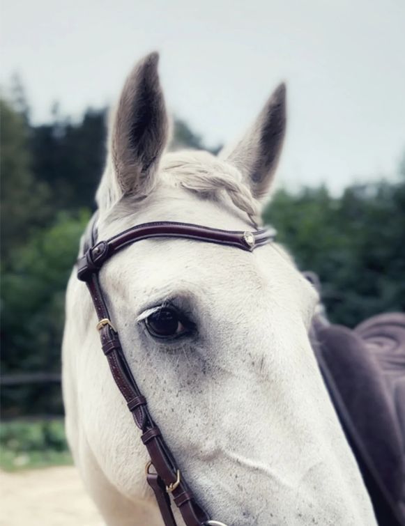 Stella BrowBand by Masego