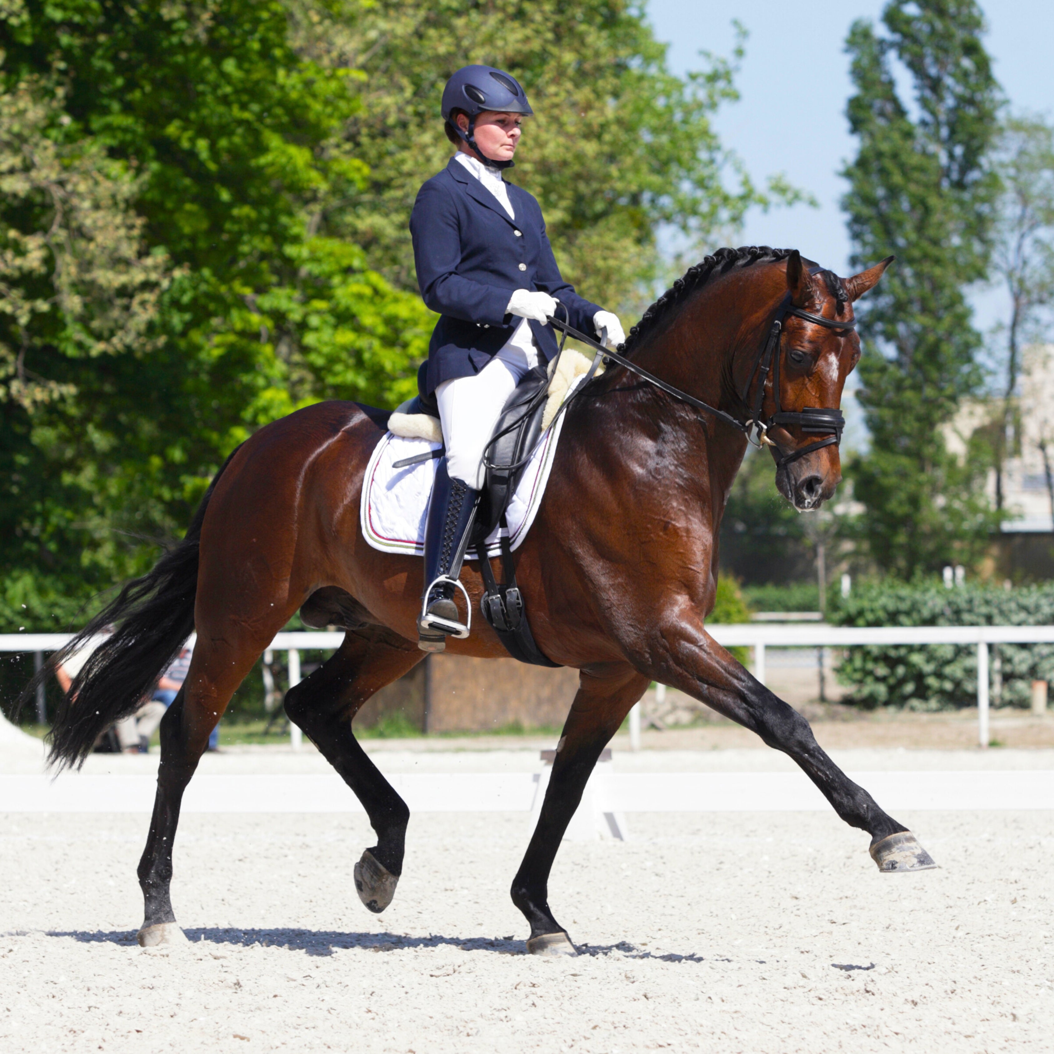 Dressage vs. Equestrian