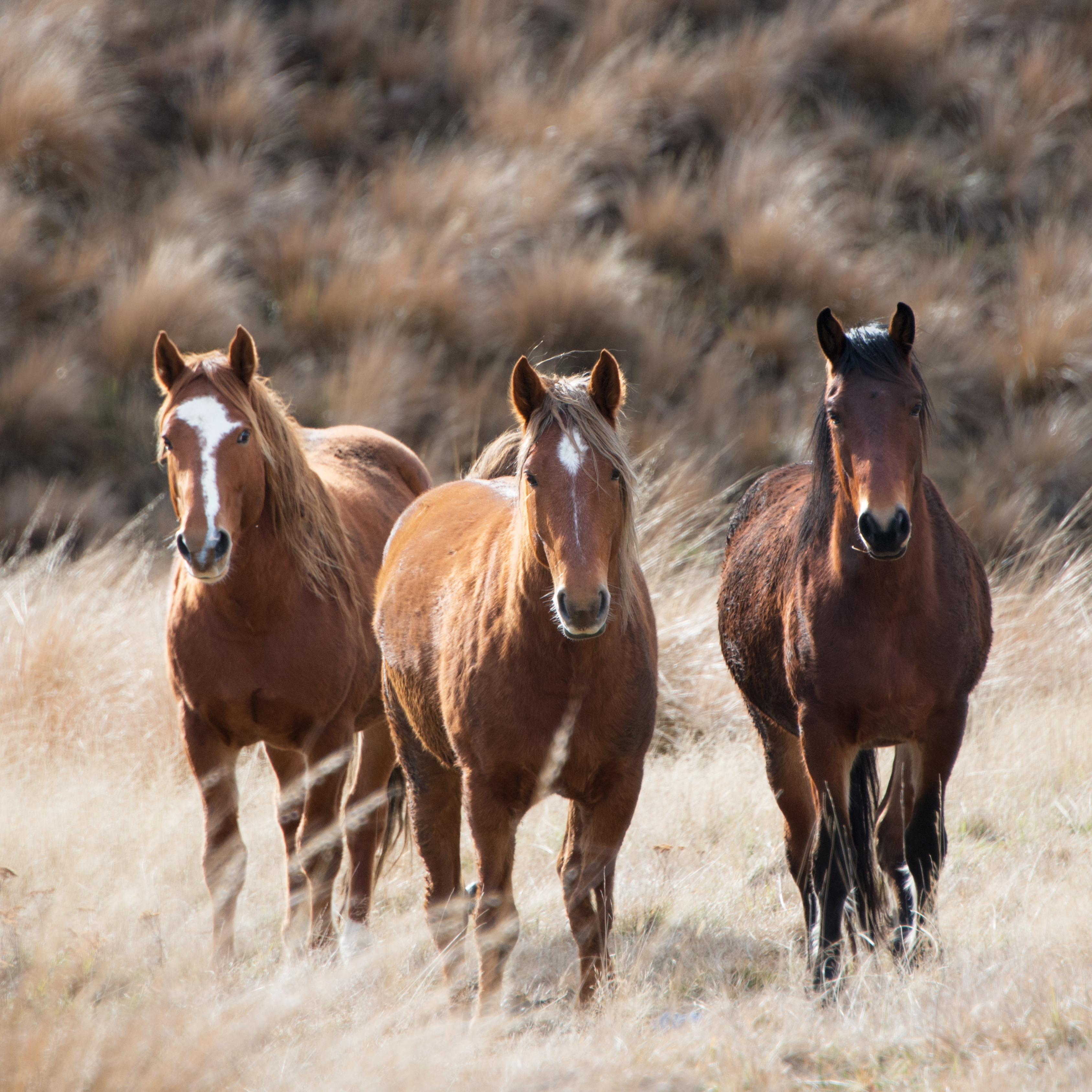 8 Essential Tips for Feeding Your Horse