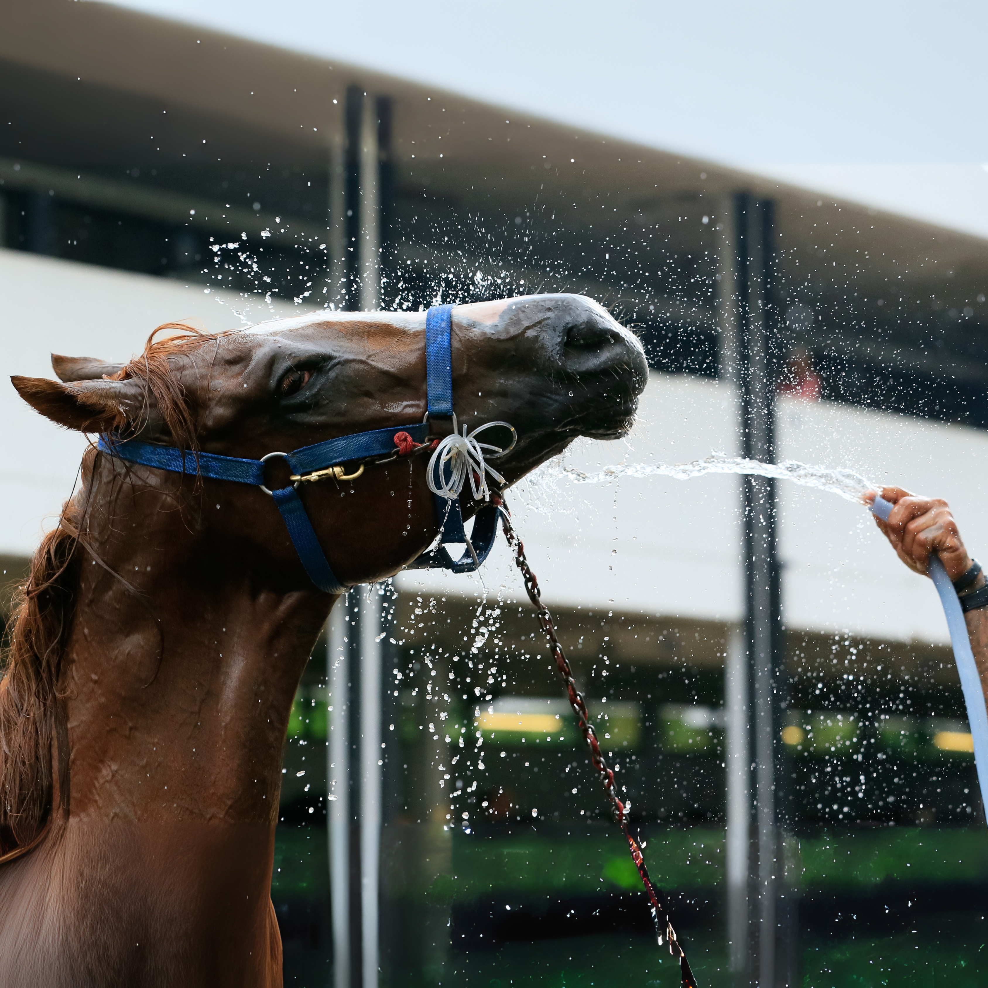 Must-Have Horse Grooming Tools