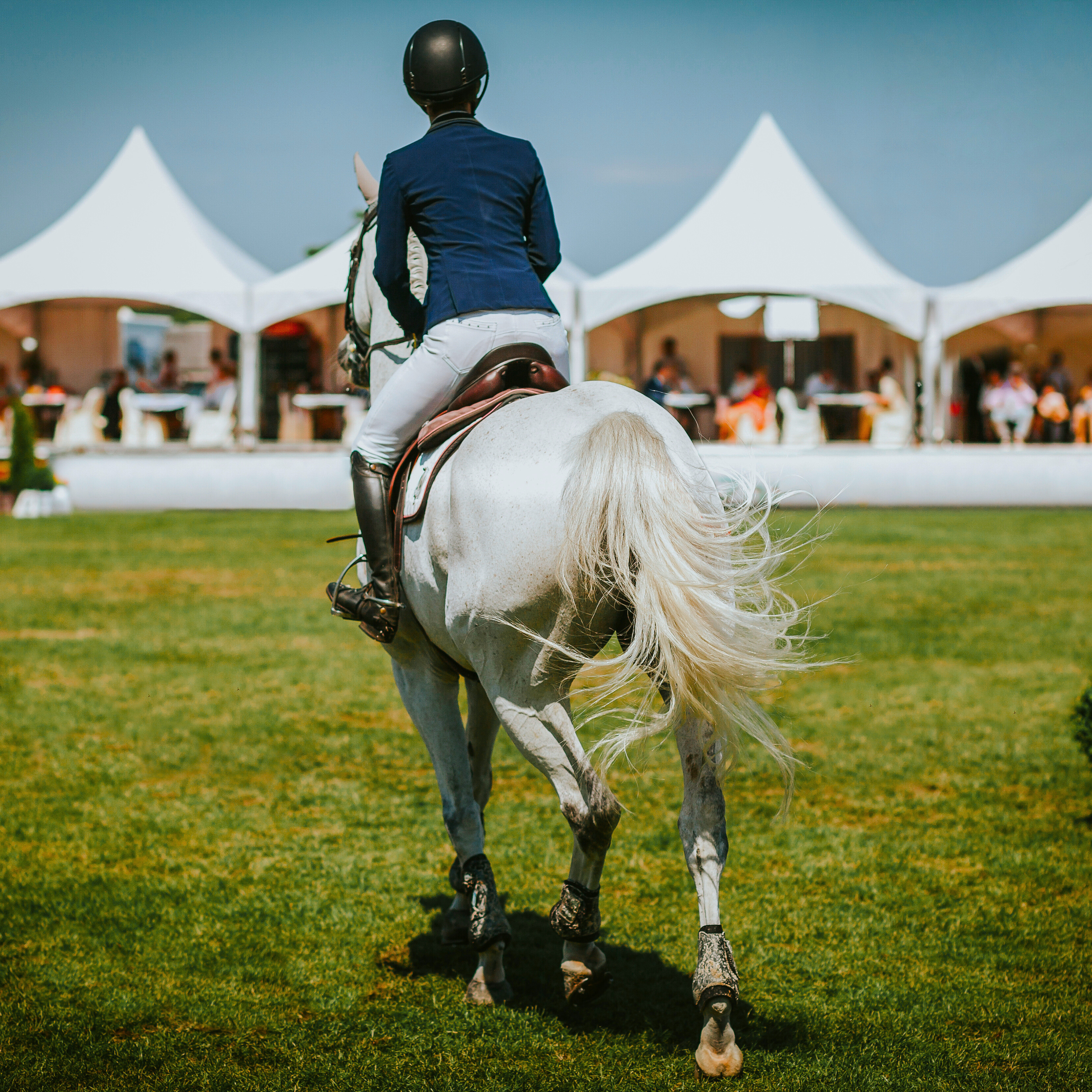 What Makes a Good Show-Day Grooming Routine