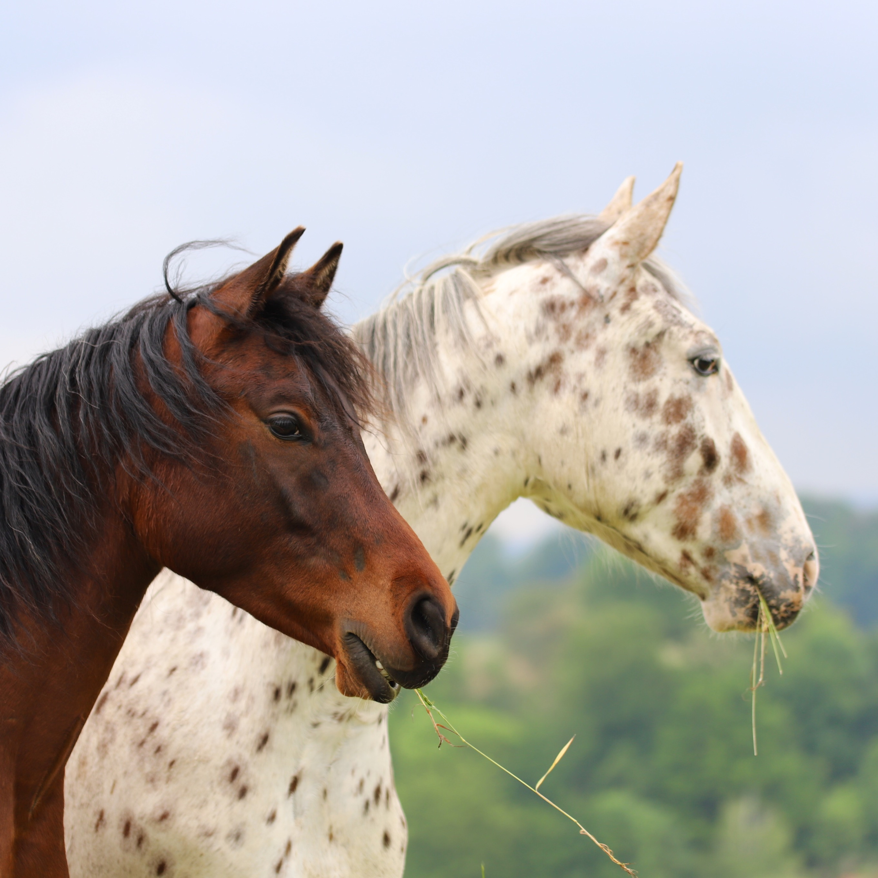 Signs Your Horse is Stressed