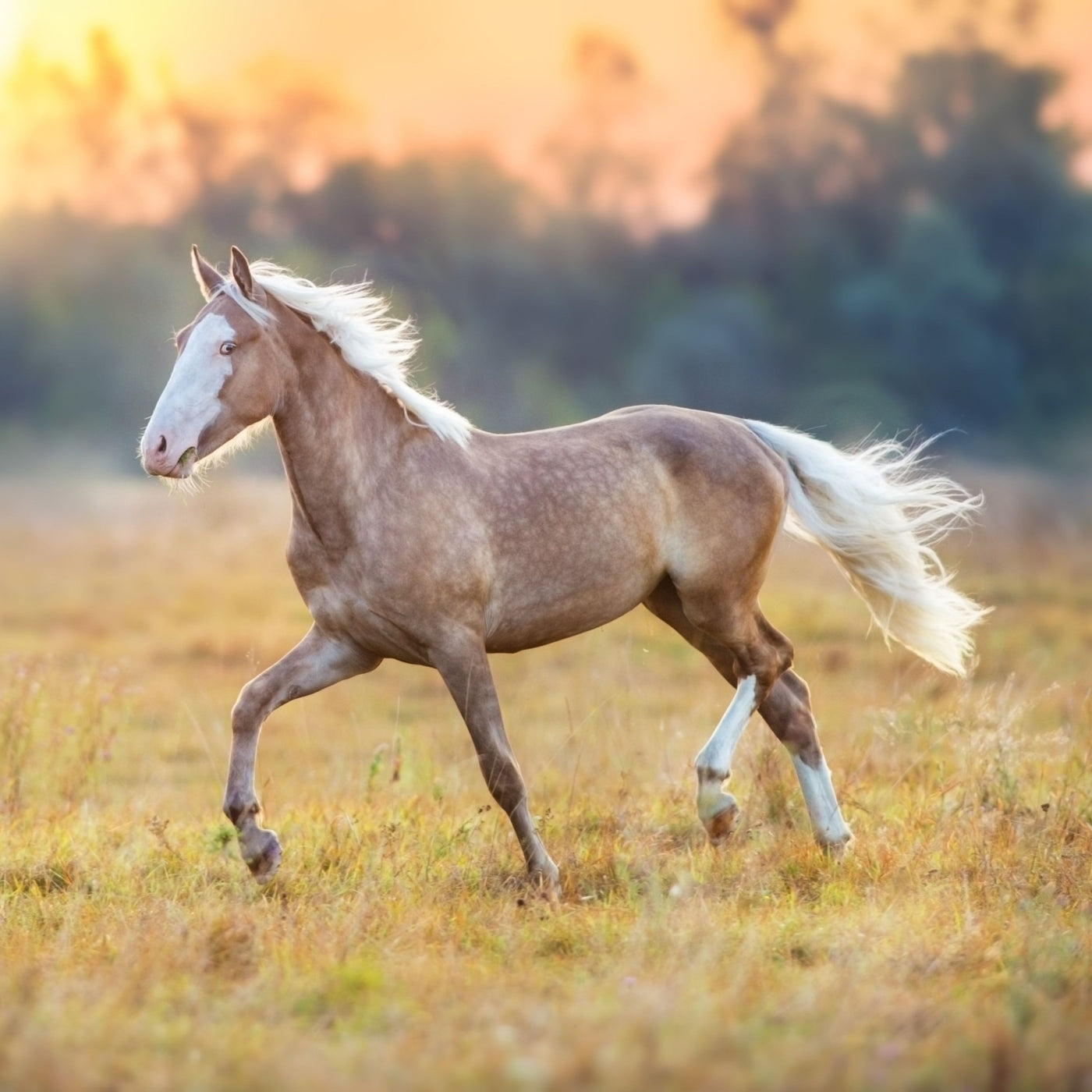 Top 10 Horse Breeds for Beginners: Perfect Choices for New Riders