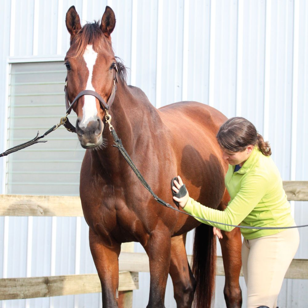 Easy Steps to Groom Your Horse Like a Pro
