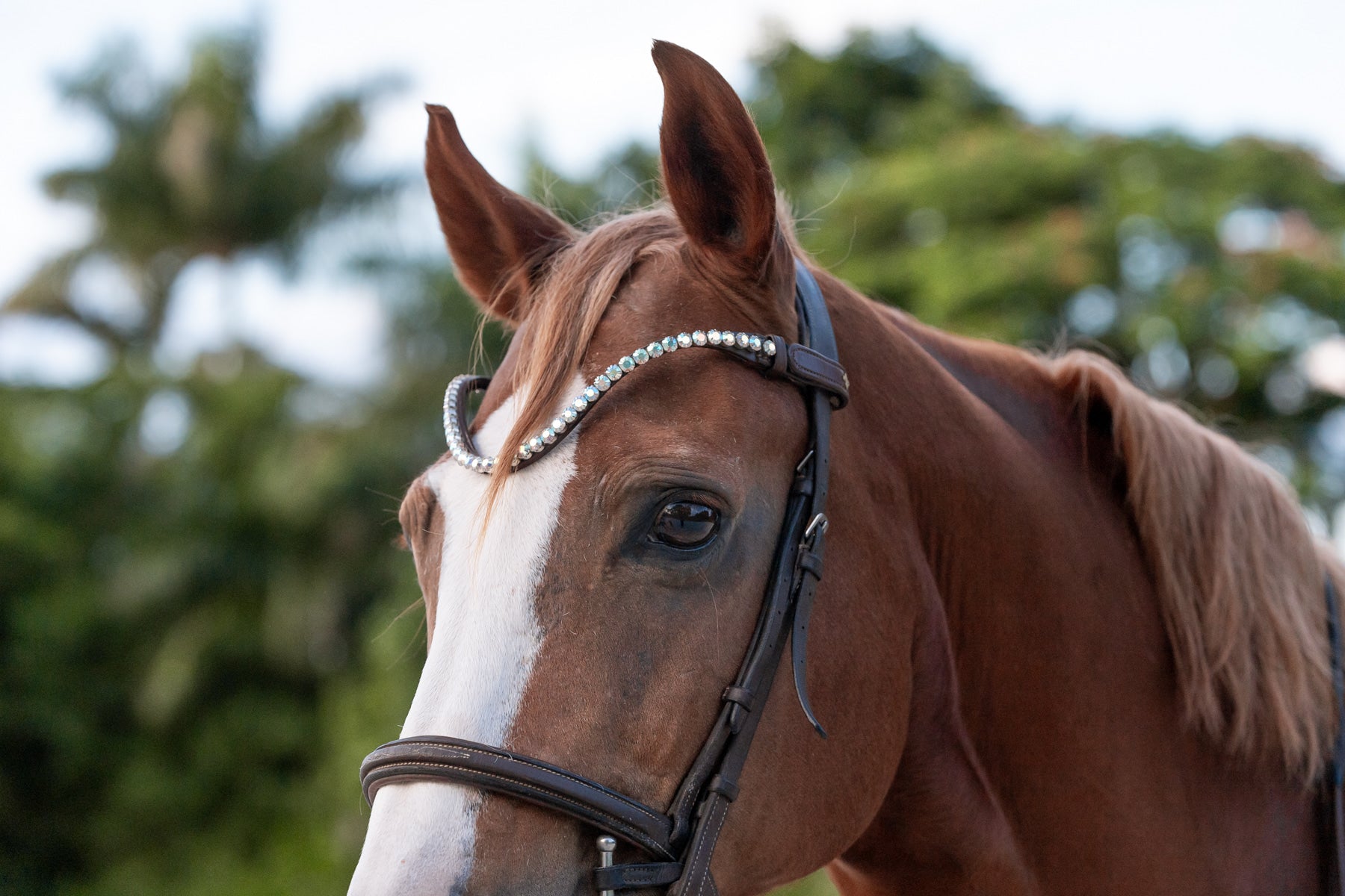 White Rainbow BrowBand By Masego