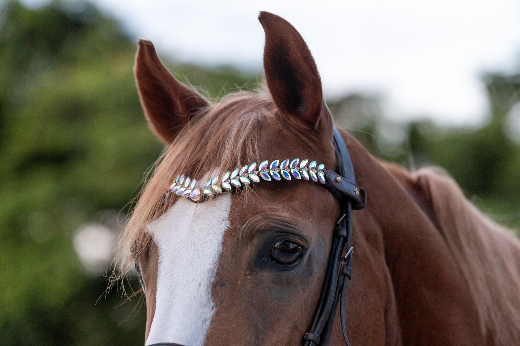 Frozen Rose Browband By Masego